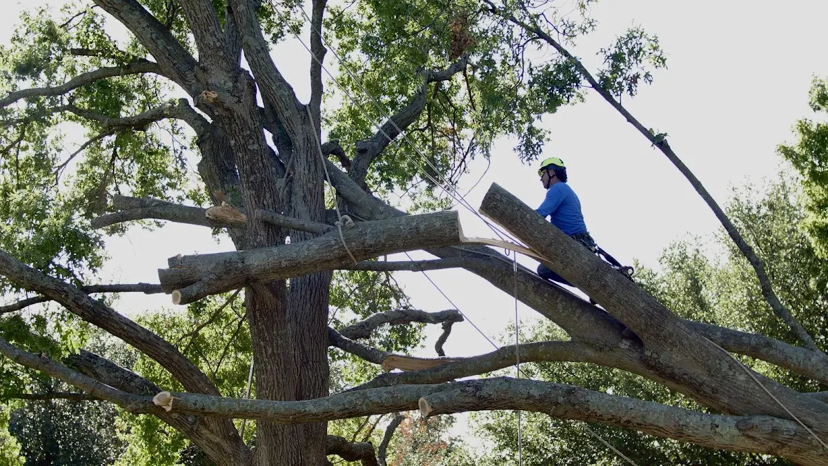 Professional Hazardous Tree Removal performed by certified arborists in Dale