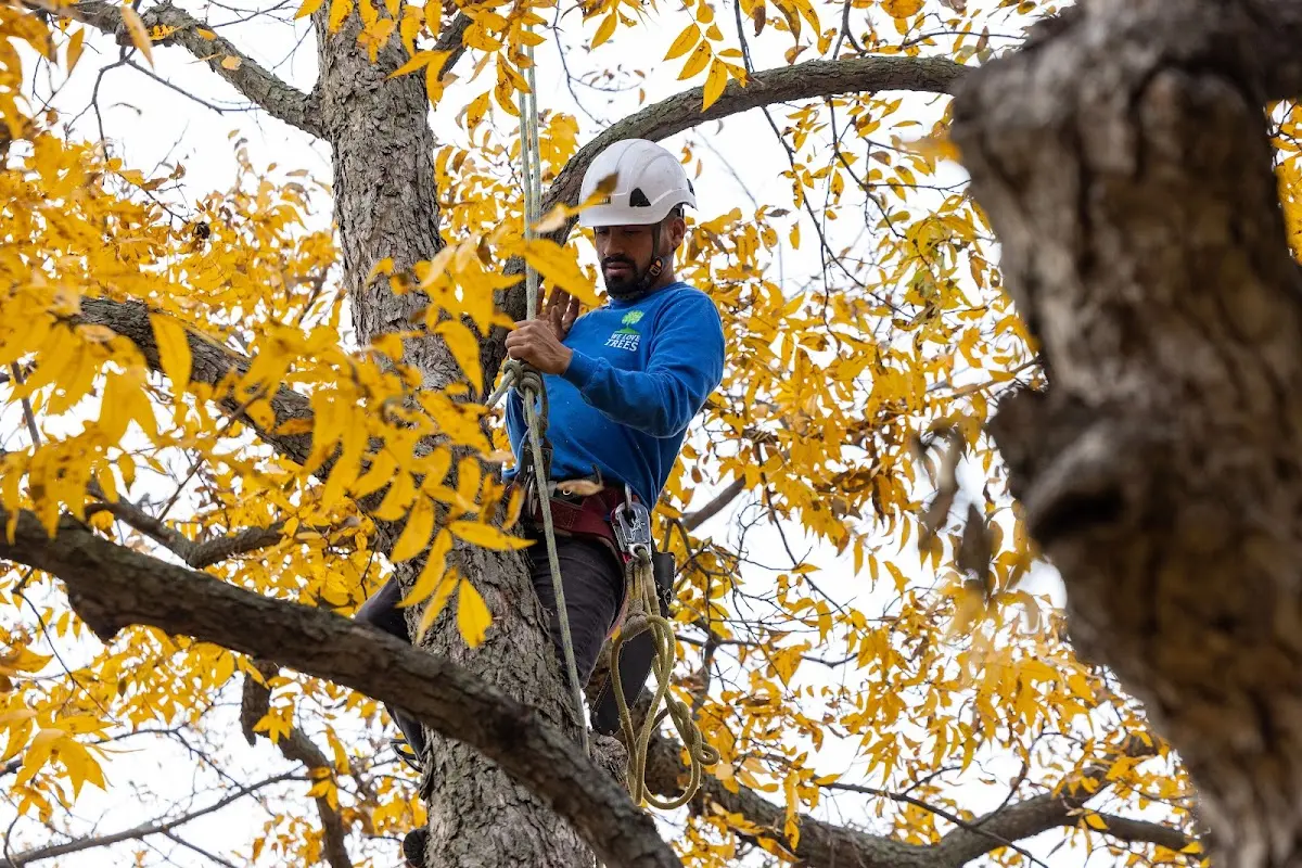 Skilled Storm Damage Cleanup crew working in Dale